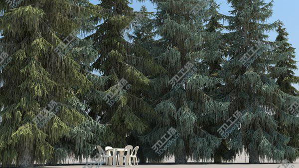 images/goods_img/20210312/10plus10 Brewer Spruce 3D model/4.jpg